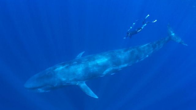 当今地球上体型最大的动物——蓝鲸(photo:BBC)