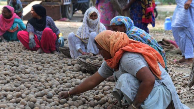 পাঞ্জাব, উত্তরপ্রদেশে আলুর ব্যাপক ফলন হয়েছে, তাই দাম পড়ে গেছে