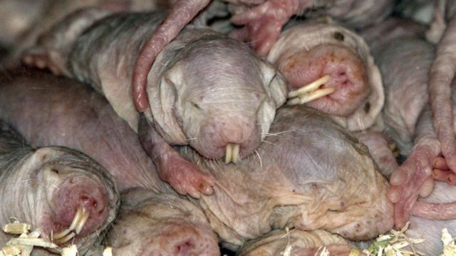 Ratos-toupeiras-pelados