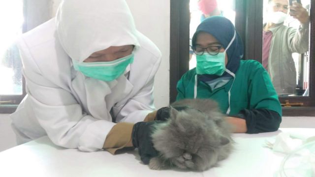 Kastrasi kucing jantan di Bandung