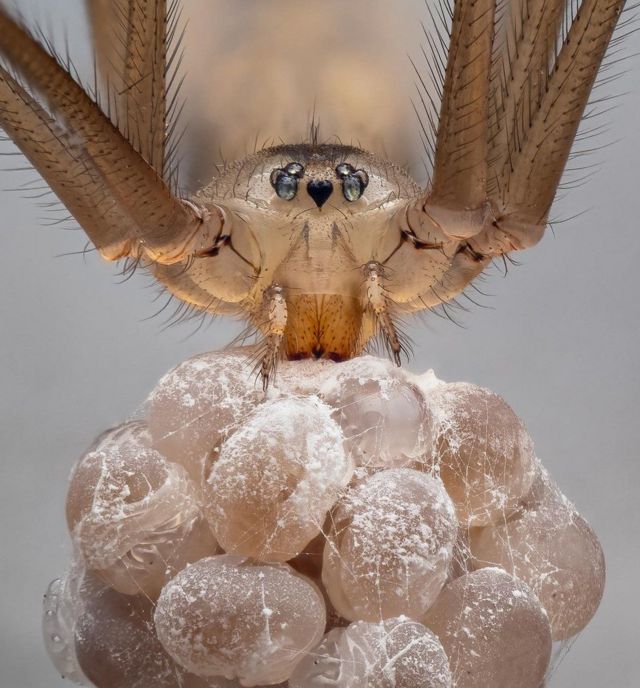 Aranha em detalhes