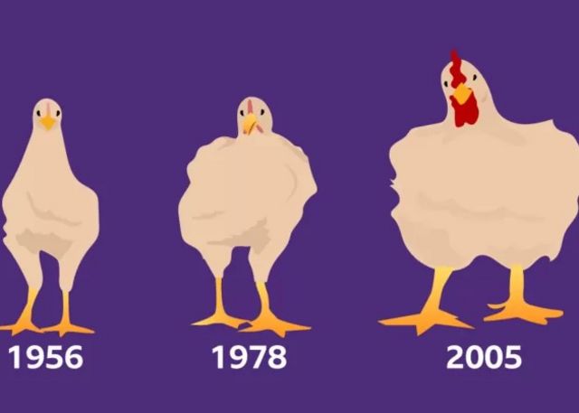 Evolution des poulets