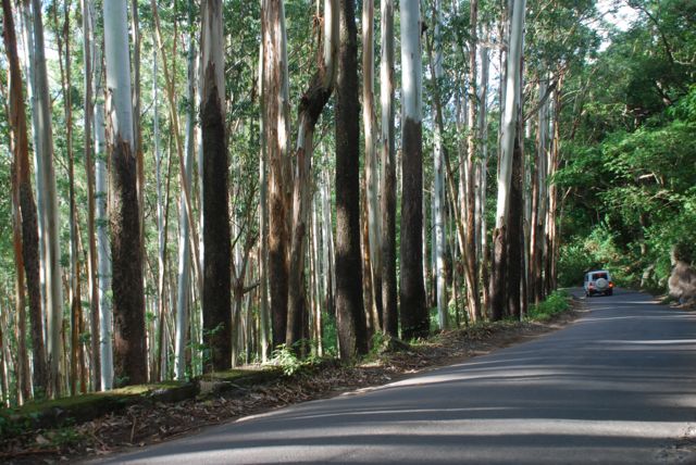 யூகலிப்டஸ் மரங்கள்