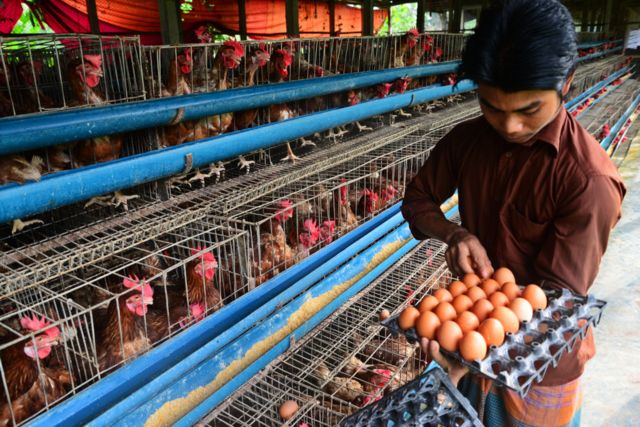 In the poultry industry, everything has gone up in price. File photo