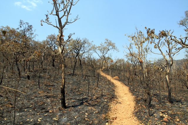 Trilha arenosa ao longo de uma seção queimada do Cerrado