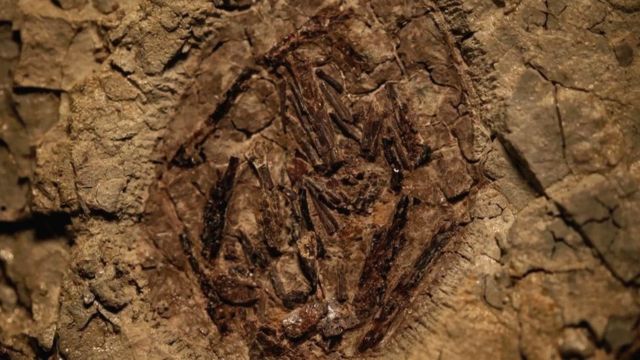 Fóssil mostra que dinossauros também ficavam gripados