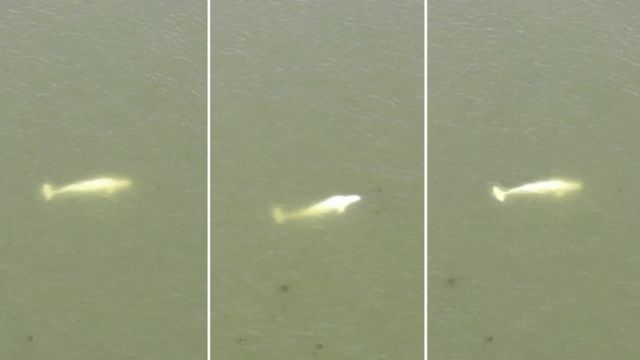 组图：滞留法国塞纳河弗农段落的白鲸（4/8/2022）