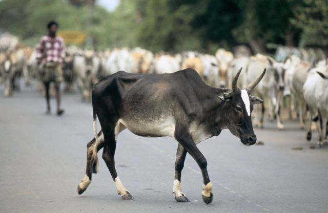 சேலம் அருகே மாட்டை கட்டாயப்படுத்தி சேவலை சாப்பிட வைத்த நிகழ்வு
