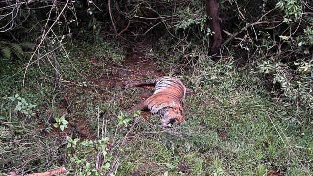 கொல்லப்பட்ட புலி