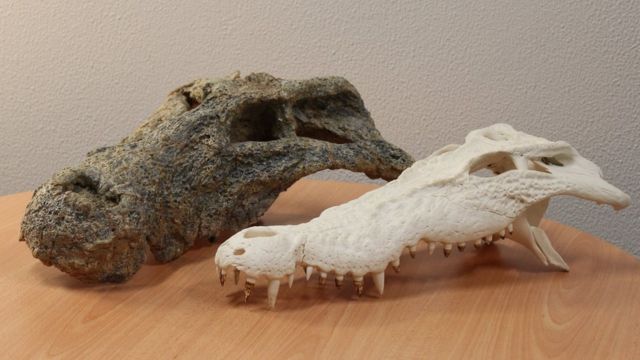 Черепа крокодилов