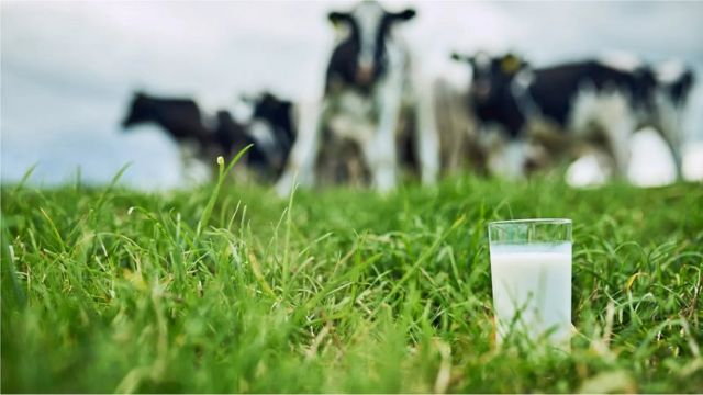 يمكن أن يكون الحليب أكثر ترطيبًا من الماء لأن مغذياته الدقيقة تساعد الجسم على امتصاص المزيد من الماء
