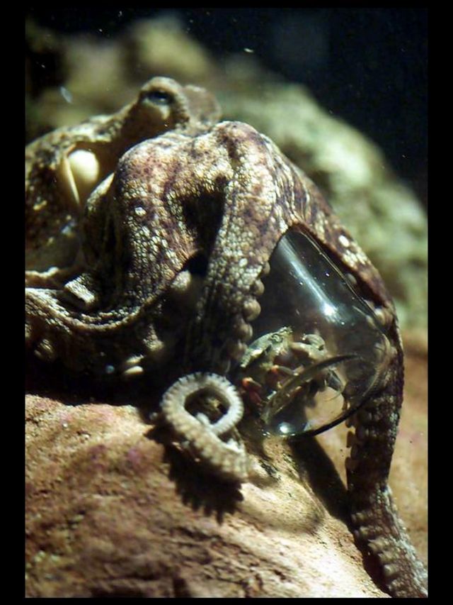 罗杰·摩尔是英国布莱顿水族馆的章鱼