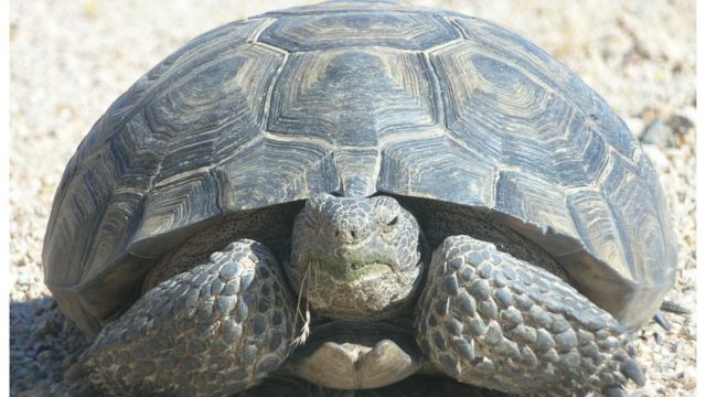 Tortuga del desierto