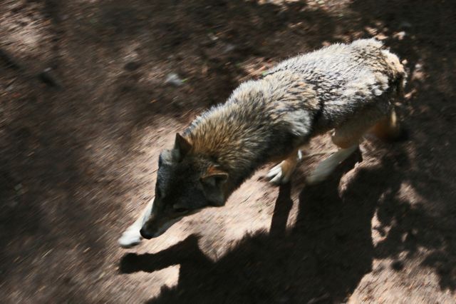 Идущий волк