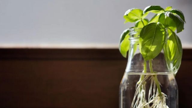 Foto conceitual de planta em garrafa de vidro tomando sol