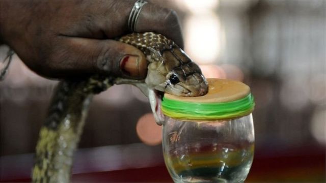 বাংলাদেশে বিষধর সাপের গোপন খামার: আইনে নিষিদ্ধ, কিন্তু তারপরও আছে কেমন করে? - BBC News বাংলা
