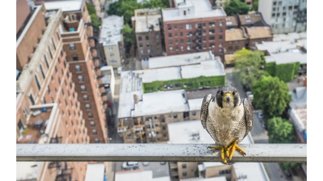 Halcón peregrino en un balcón de Chicago