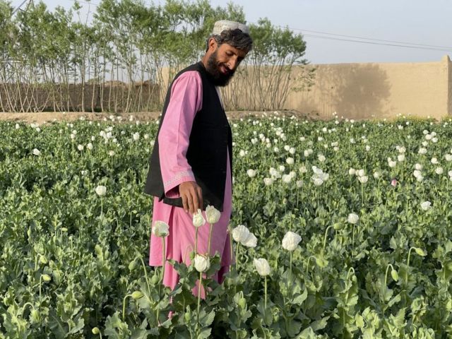 Un agricultor de amapolas de opio en marzo de 2022