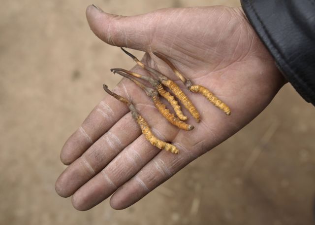 Chinese Nomads Dig For Caterpillar Fungus