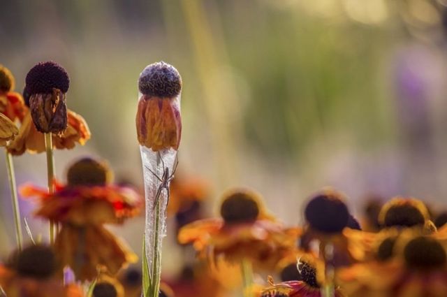 Laba-laba membentuk jaring untuk melindungi bayinya dengan menggunakan bunga Helenium sebagai landasanya seperti terlihat di Belanda oleh Hans Van Horssen.