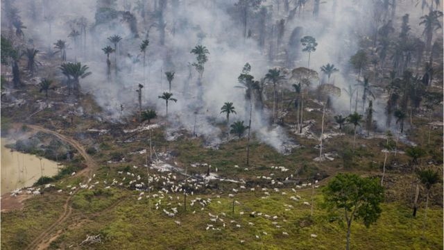 亞馬遜森林被砍伐改成牧場