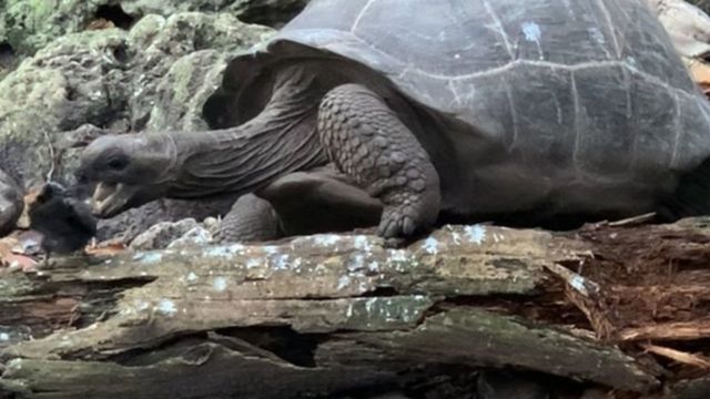 Небывалые кадры: гигантская сейшельская черепаха оказалась хищником ...