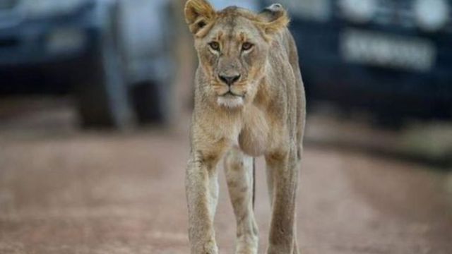 Mbuga Ya Wanyama Pori Ya Serengeti Ndio Bora Zaidi Afrika 2018 Bbc News Swahili 