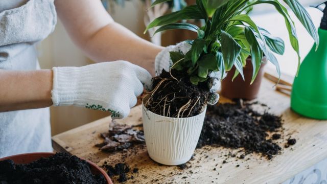 آیا نگهداری از گیاهان خانگی باعث سلامتی می‌شود؟