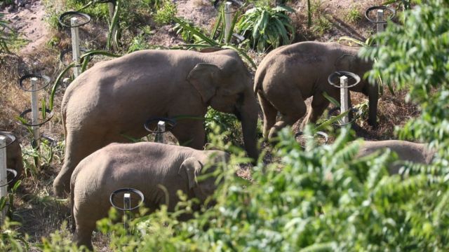Wild elephants grazing