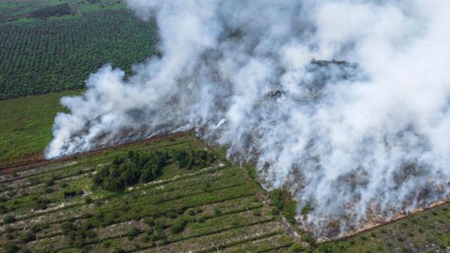 Kebakaran lahan gambut di Desa Suak Puntong, Nagan Raya pada Juni 2023 