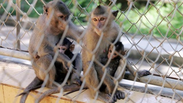Việt Nam, động vật hoang dã, khỉ, bảo tồn