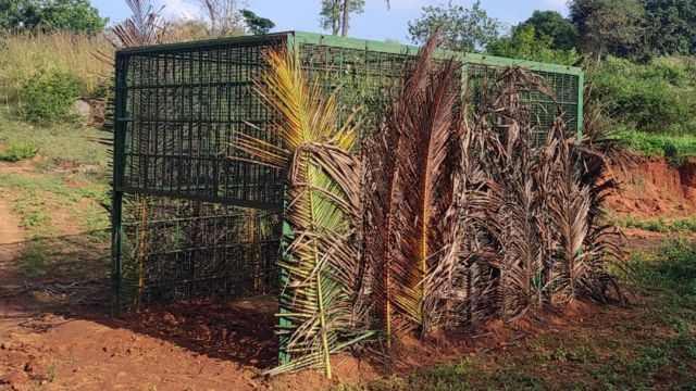 சிறுத்தையைப் பிடிப்பதற்காக வைக்கப்பட்டுள்ள கூண்டு