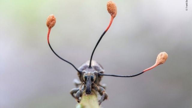 图辑 如果企鹅会飞 野生动物摄影作品 Bbc 英伦网