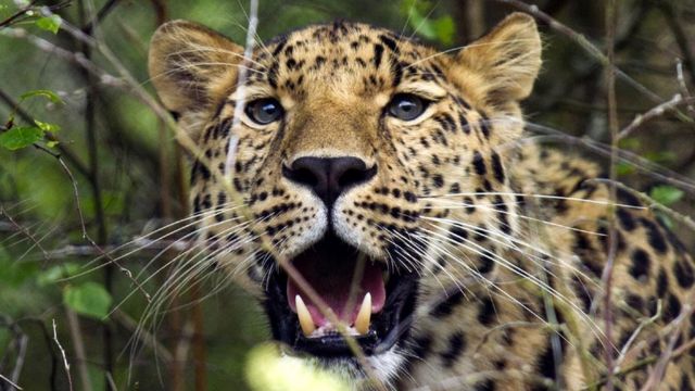 Rare Amur tiger cubs born at Highland Wildlife Park - BBC News