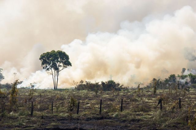 Fumaça de queimada e árvore na frente