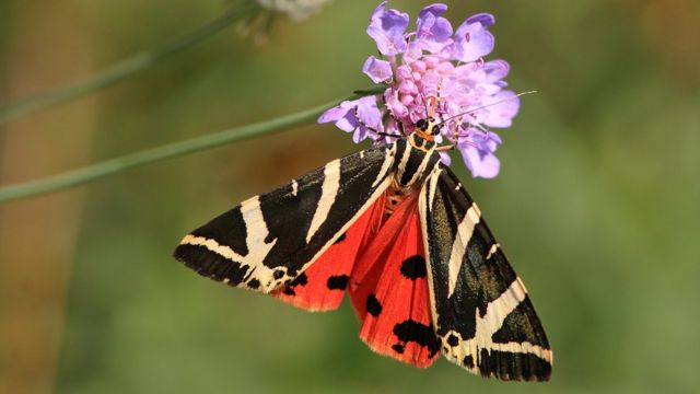 Rapid rise of clothes moths threatens historic fabrics - BBC News