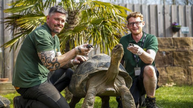 2022年3月31日，两只人工养育繁殖的加拉帕戈斯象龟首次在英国动物园出生。(photo:BBC)
