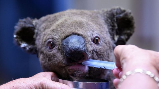 Un koala herido en los incendios forestales en Nueva Gales del Sur.