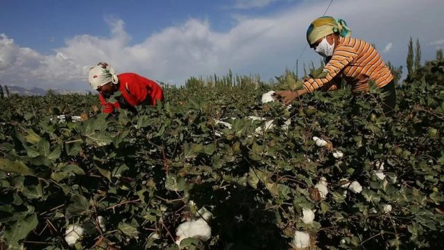 Women working in a field