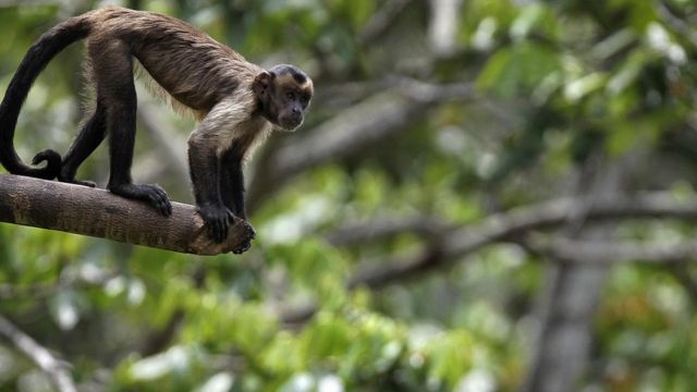 Macaco na Amazônia