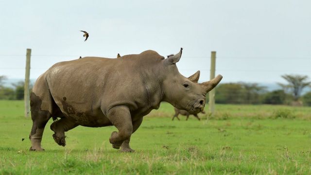 Isatura Y'ubwoko Bwera Yo Mu Buraruko: Iyanyuma Y'ingabo, Sudan ...