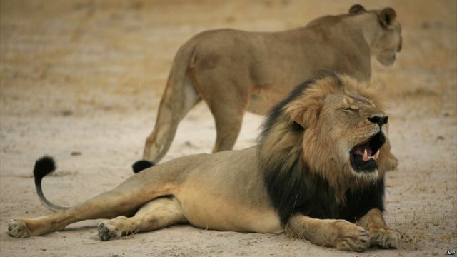 Bob Junior: Lion who was 'king' of the Serengeti killed by rivals