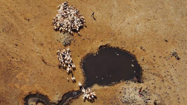 Vista aérea de una poza de agua con todo seco alrededor y decenas de animales cerca.