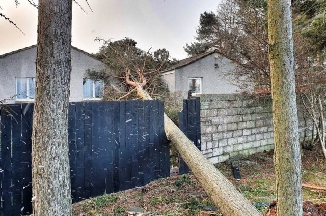 Сбитое ветром дерево в Броути-Ферри