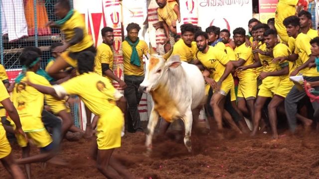 வாடிவாசலிலிருந்து வந்த வேகத்தில், இளைஞர்களுக்கு சவால்விடும் வீரக் காளை