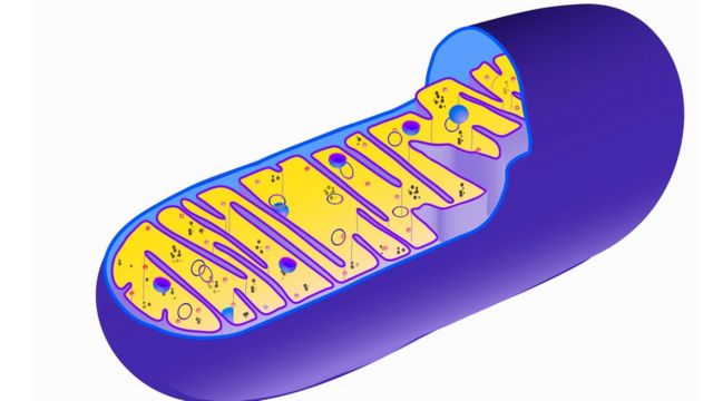 மைட்டோகாண்ட்ரியா