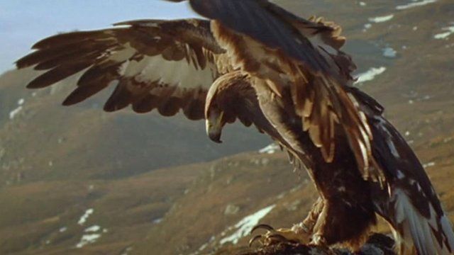 A New Conservation Project Is Launched To Increase The Numbers Of Golden Eagles In Southern Scotland