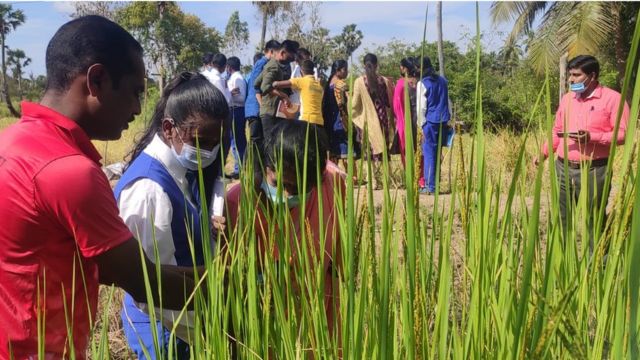 பாரம்பரிய நெல் ரகங்கள்