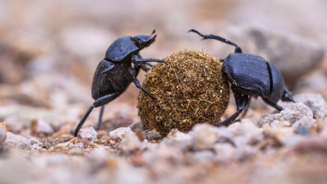 சாண வண்டுகள்