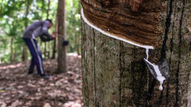 Por qué se está acabando el caucho, el asombroso material que todos  necesitamos - BBC News Mundo